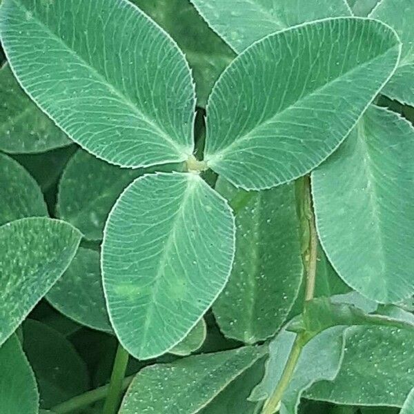Trifolium fragiferum Leaf