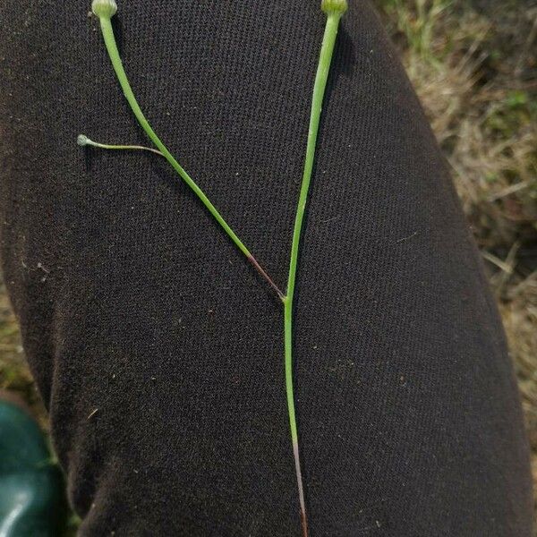 Arnoseris minima Flower