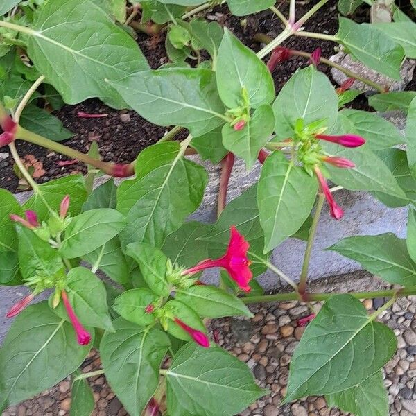 Mirabilis jalapa Tervik taim