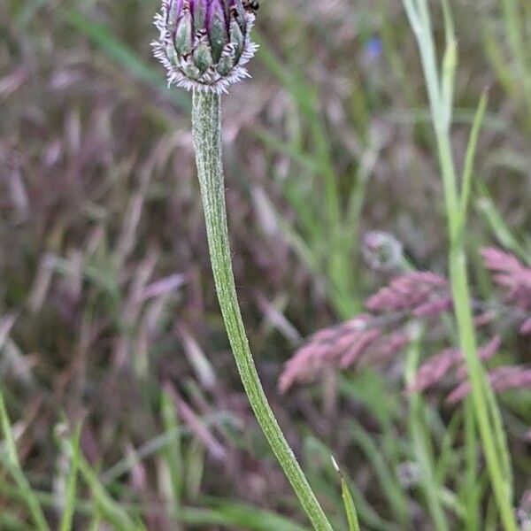 Cyanus segetum Kukka