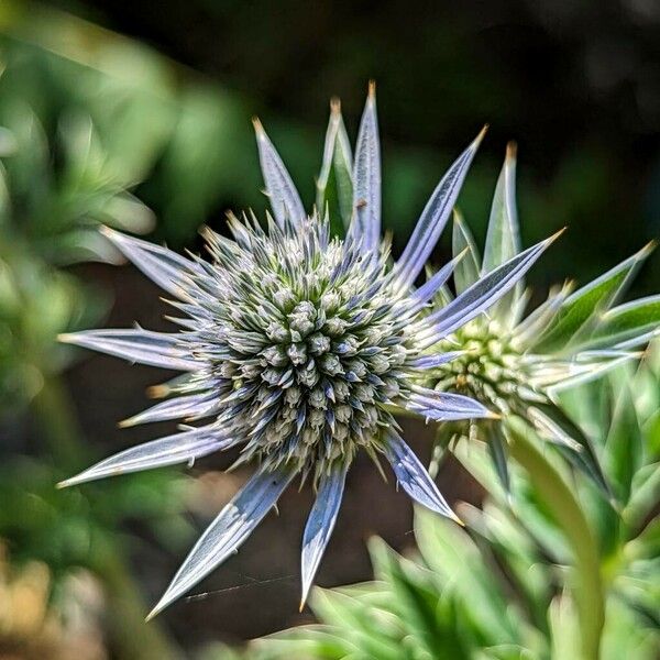 Eryngium bourgatii Blüte