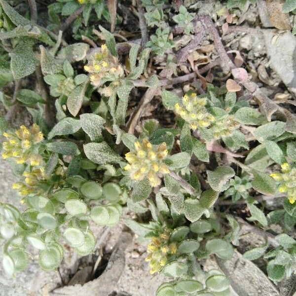 Alyssum simplex পাতা