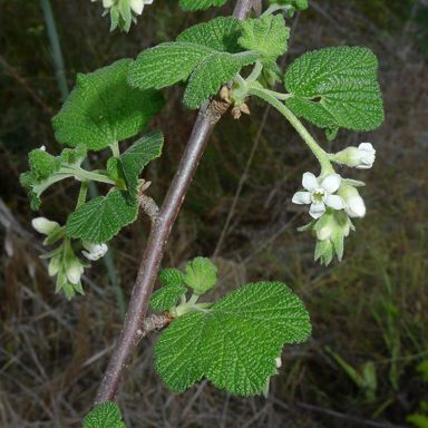 Ribes indecorum (White-flower currant)