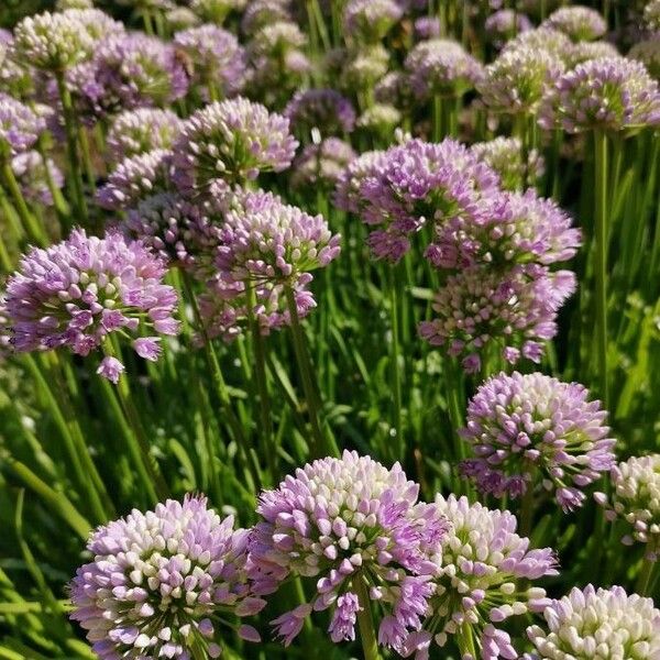 Allium senescens 花