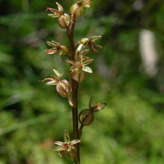 Neottia cordata Blüte