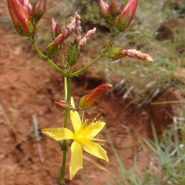 Hypericum annulatum Flor