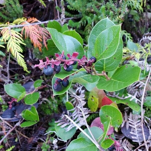 Gaultheria shallon Плод