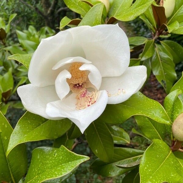 Magnolia virginiana Květ