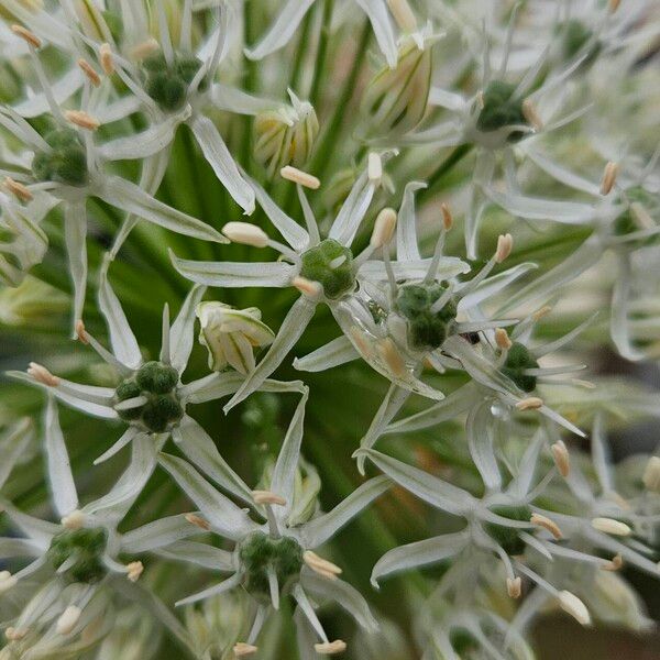 Allium cepa Flower