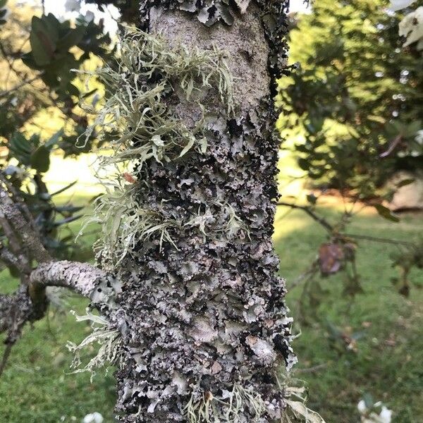 Eucryphia cordifolia Bark