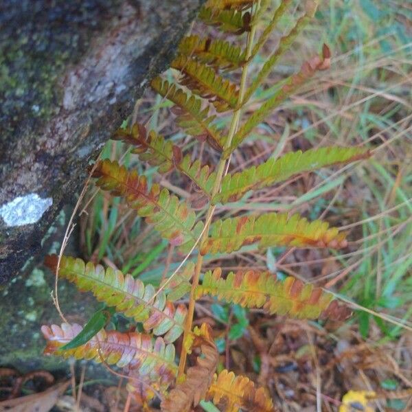 Osmundastrum cinnamomeum Leaf