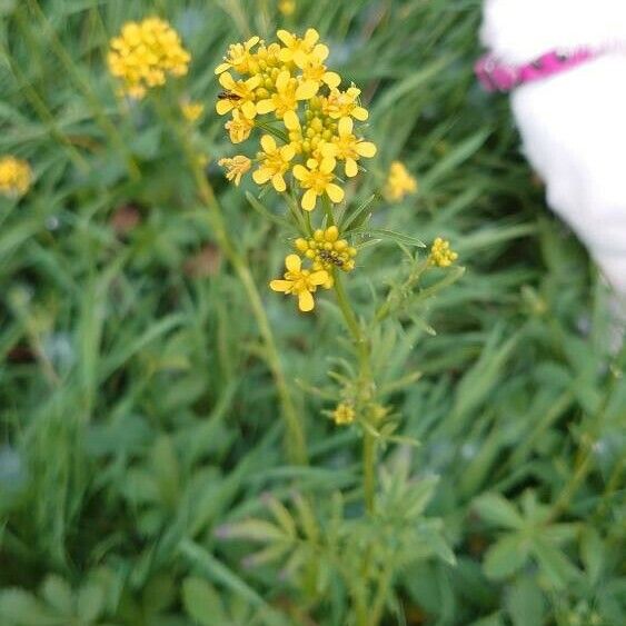 Rorippa sylvestris Blüte