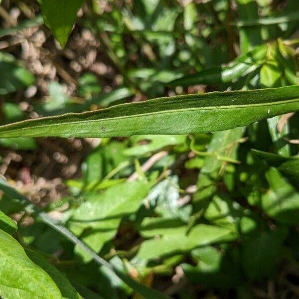 Persicaria decipiens Fulla