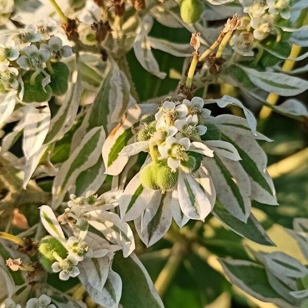 Euphorbia marginata Çiçek