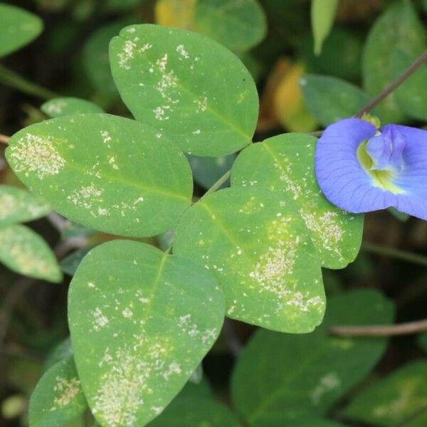 Clitoria ternatea Цветок