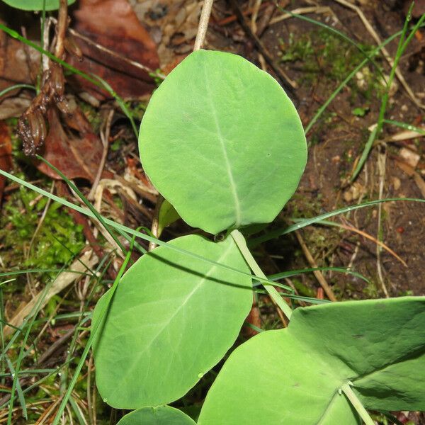 Lonicera caprifolium ഇല