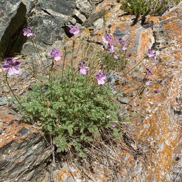 Erodium glandulosum 整株植物