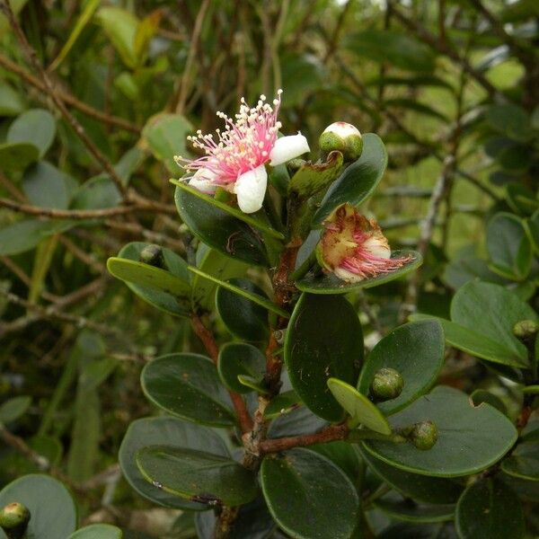 Eugenia buxifolia Habitus