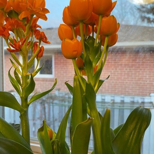 Ornithogalum dubium Flor