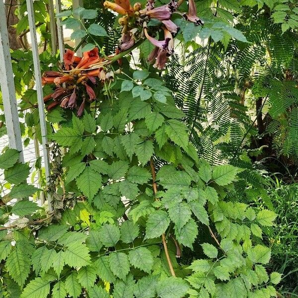 Campsis radicans Habit