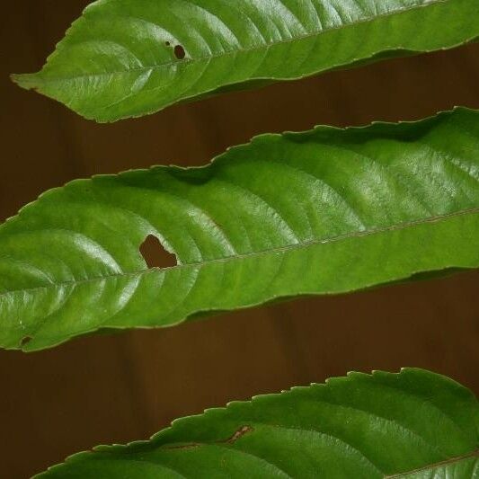 Banara guianensis Levél