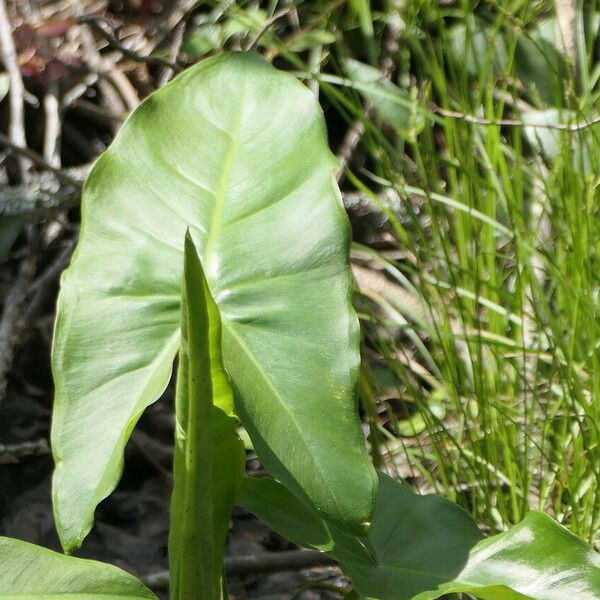 Peltandra virginica Leaf