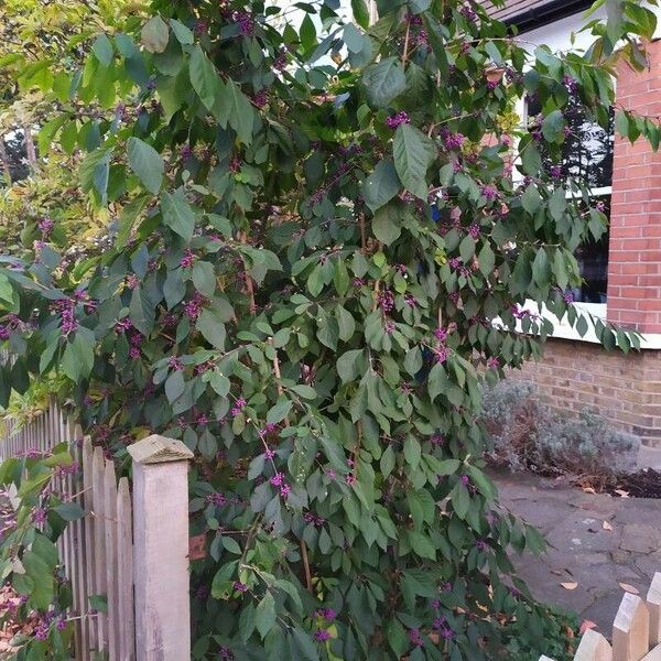 Callicarpa americana Habit