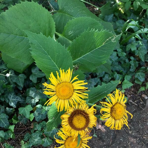 Inula helenium Habit