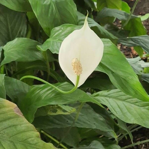 Spathiphyllum wallisii Blomst