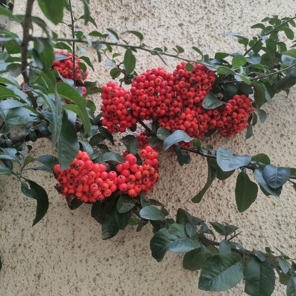 Pyracantha crenulata Fruit