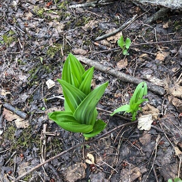 Veratrum viride Blad