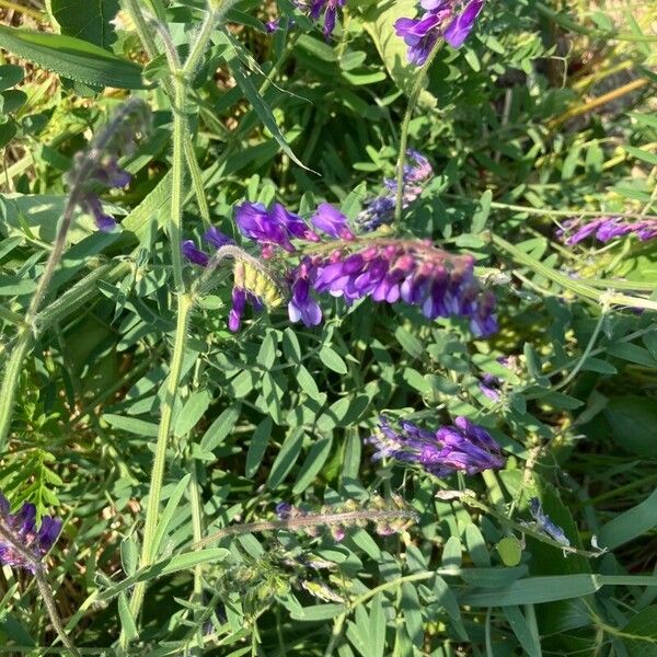 Vicia villosa Virág