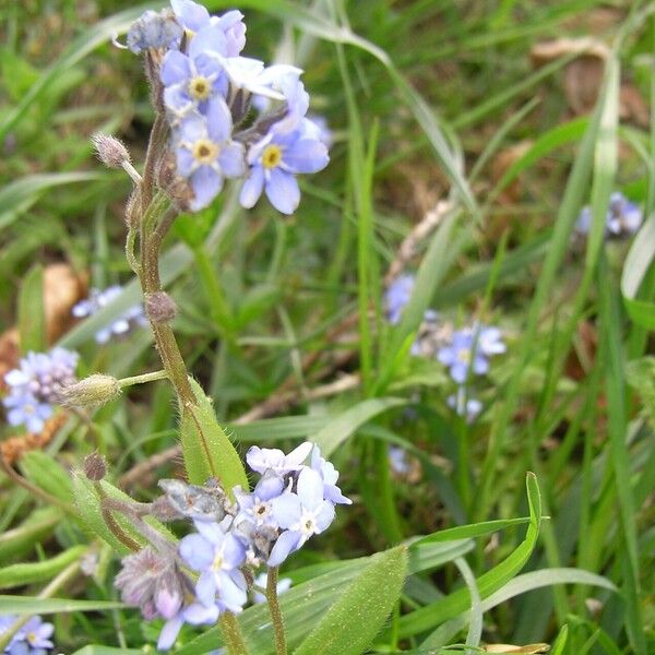 Myosotis alpestris 花