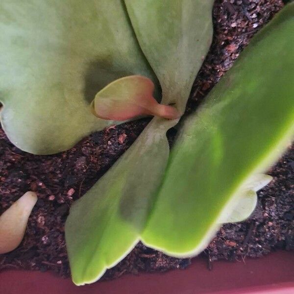 Kalanchoe tetraphylla Feuille