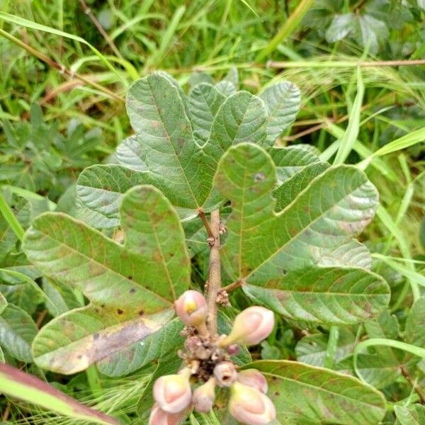 Cochlospermum planchonii Leaf