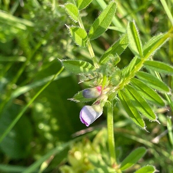 Vicia sativa Deilen