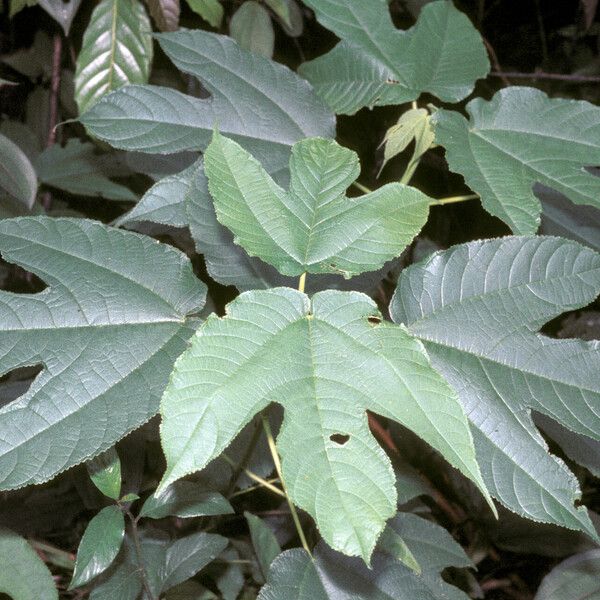 Bagassa guianensis পাতা