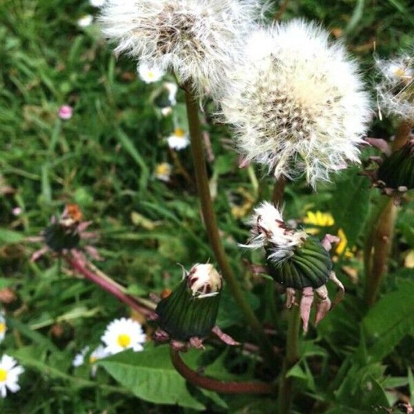 Taraxacum officinale Fruit