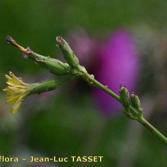 Lactuca quercina Flors