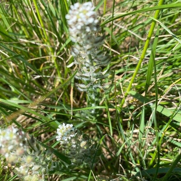 Lepidium hirtum Характер