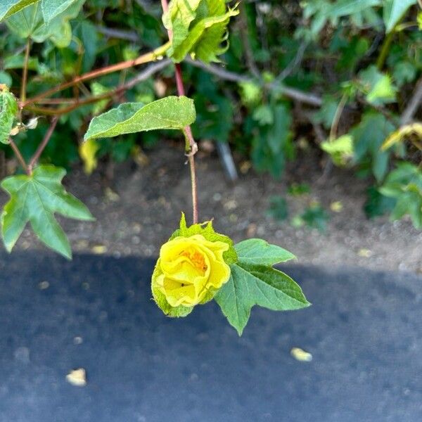 Gossypium barbadense Цвят