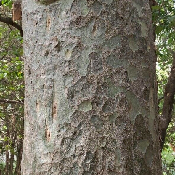 Pinus bungeana Bark