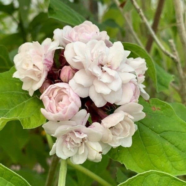 Clerodendrum chinense Květ