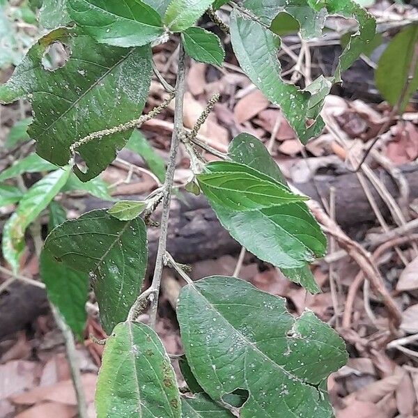 Acalypha diversifolia Leaf