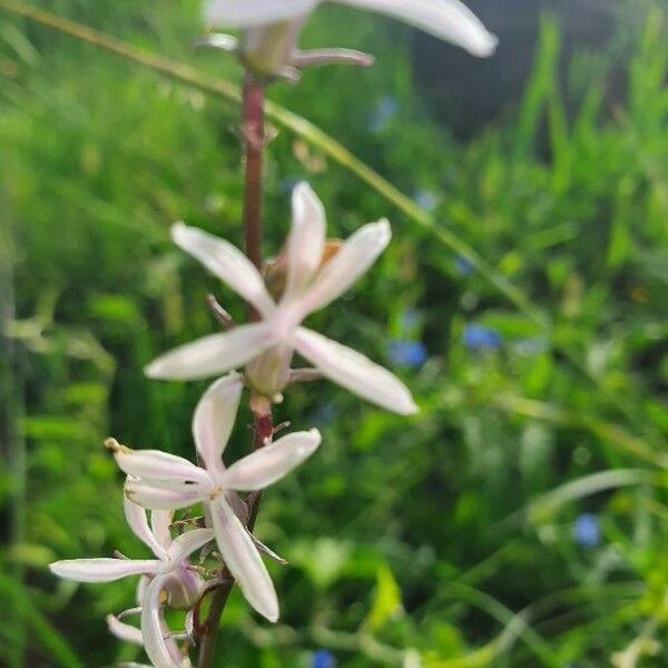Cyphia glandulifera Flower