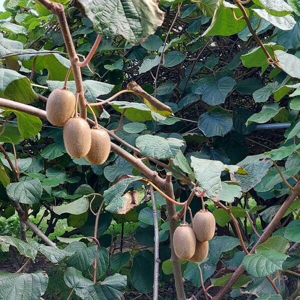 Actinidia chinensis 果実