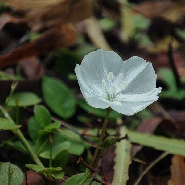 Evolvulus pusillus Blomma