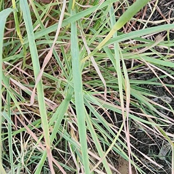 Dichanthium annulatum Leaf