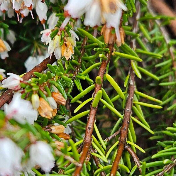 Erica lusitanica Leaf