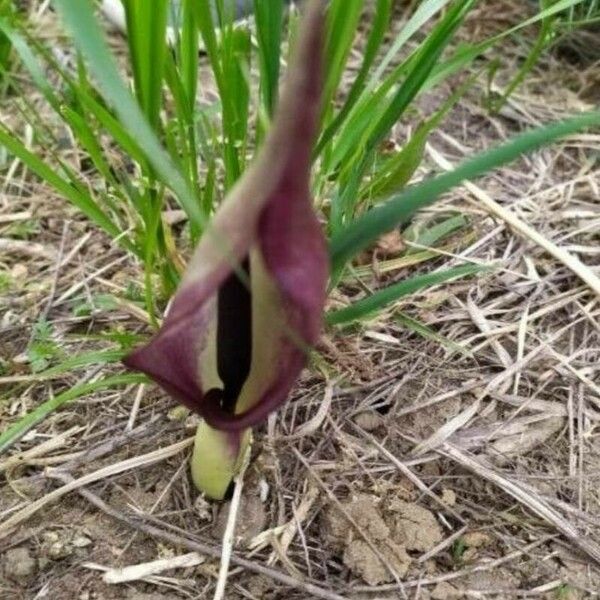 Arum pictum Flower